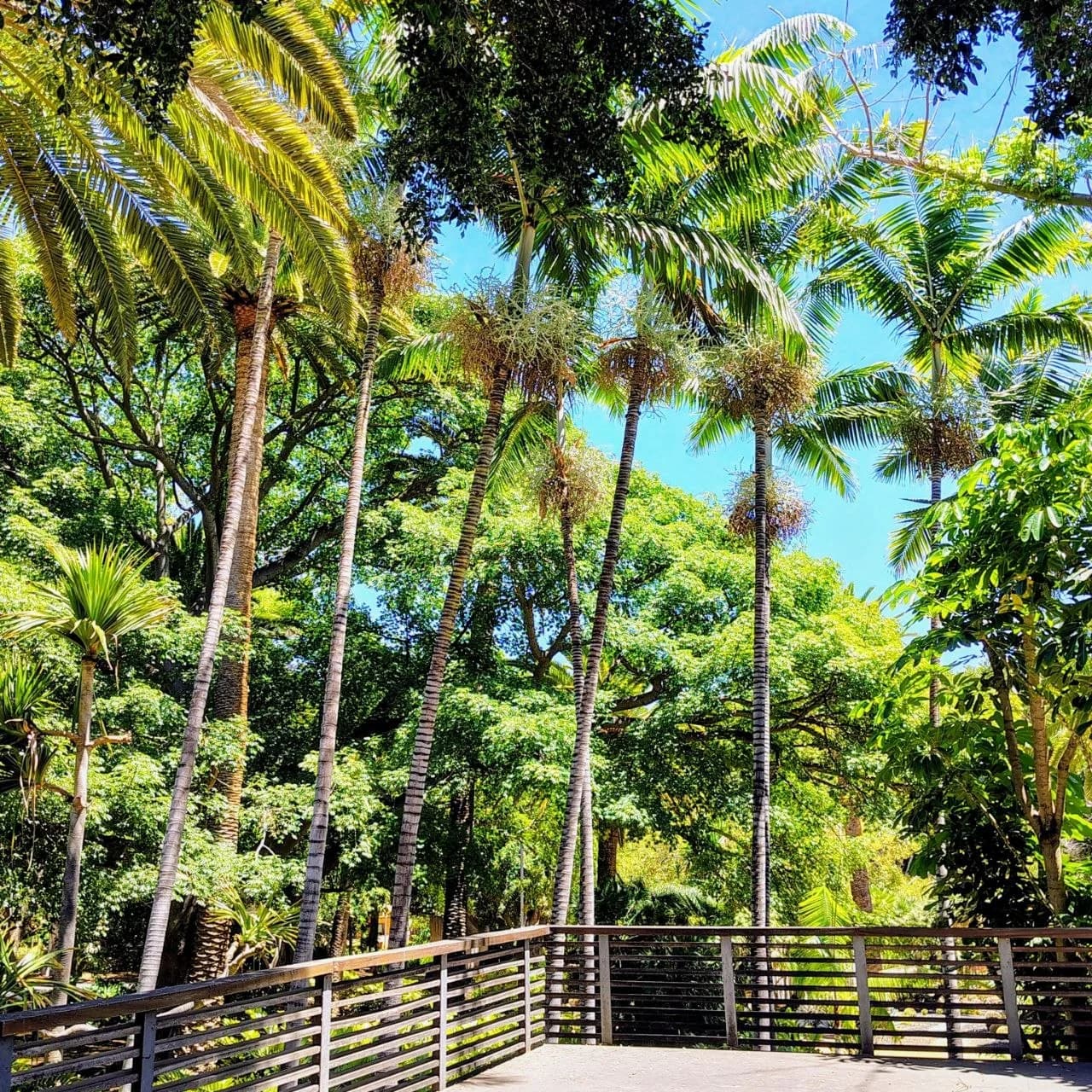 Tall palm trees and lush greenery above a wooden-railed terrace in García Sanabria Park