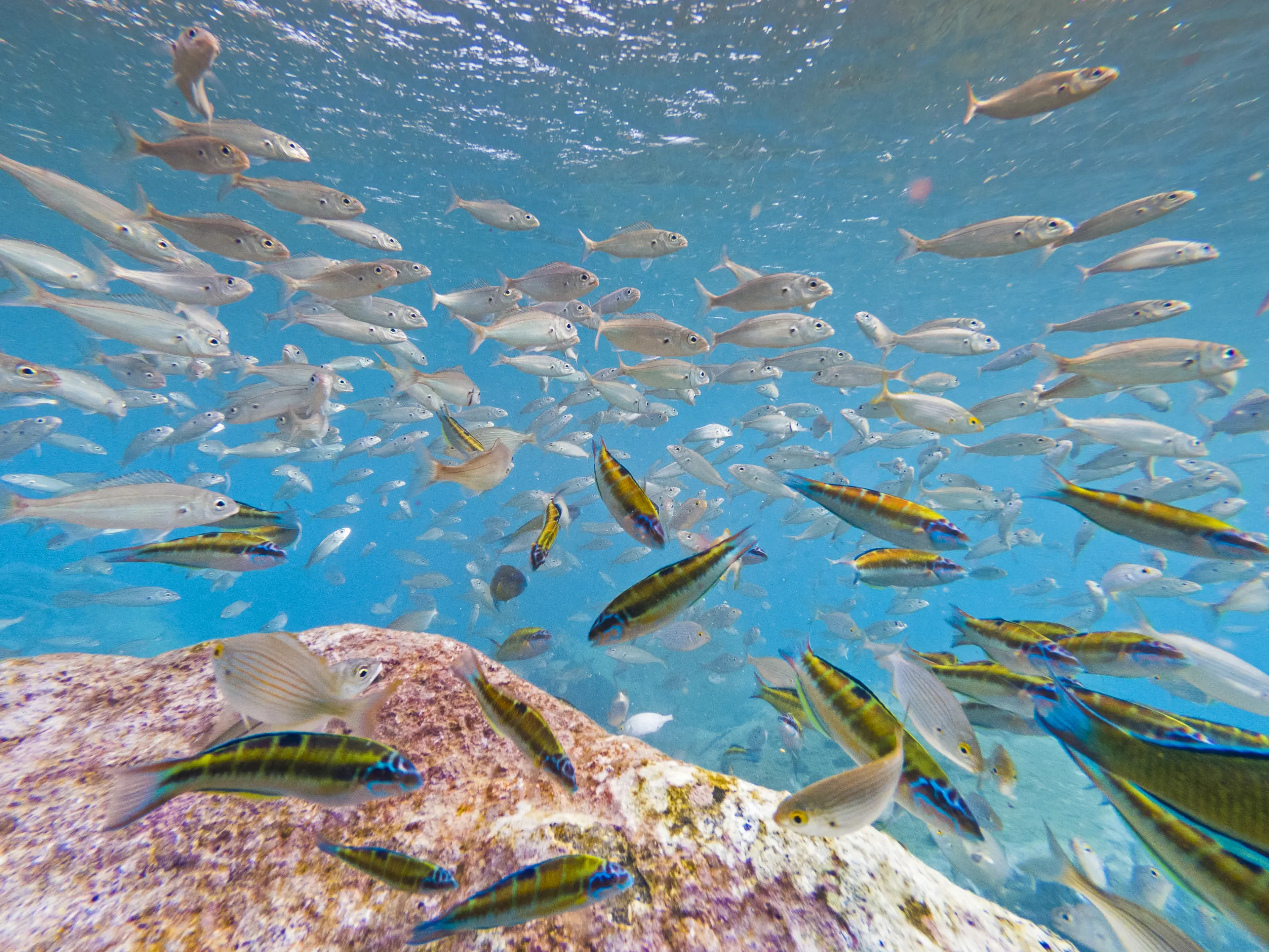 Persona haciendo snorkel entre rocas submarinas en la costa de Tenerife.