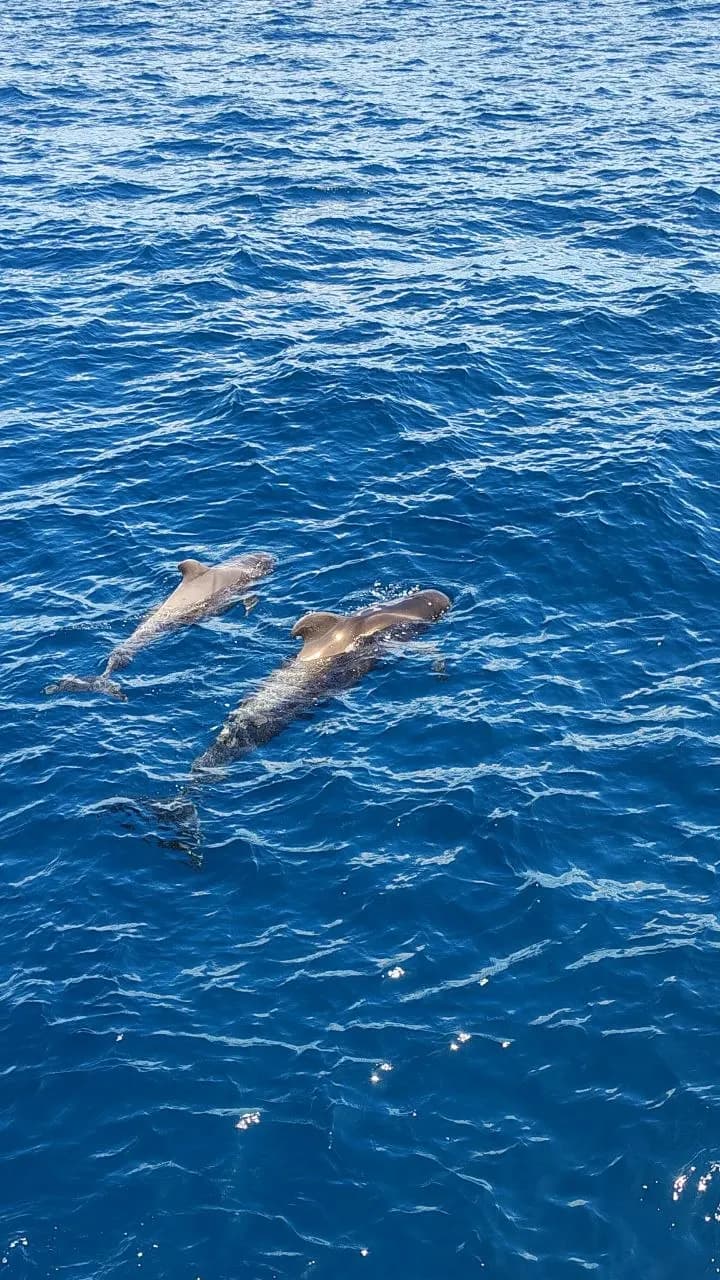 Delfini nell’Atlantico al largo della costa di Tenerife.